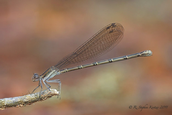 Argia fumipennis, female